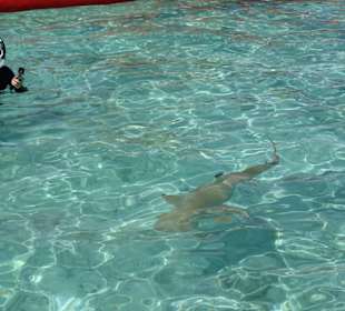 Schwarzspitzen-Riffhaie