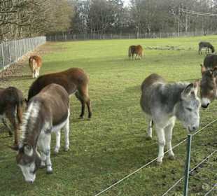 Eselherde vom Lechblick