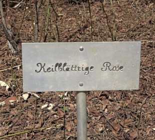 Wildrosenlehrpfad