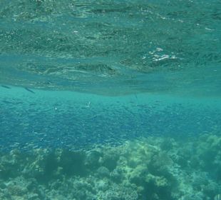 Schnorcheln in Hurghada