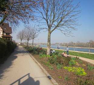 Am Rhein in Speyer