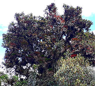 Rundweg „La Isla“ Path