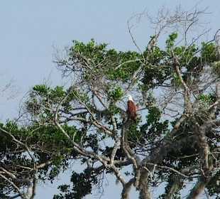 Weißkopfadler im Yala Park - Geführte Touren Astrid Tours Sr