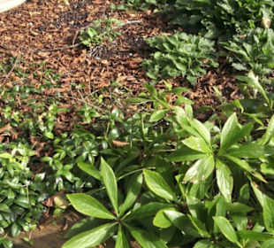Kräutergarten