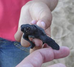 Frisch geschlüpfte Meeresschildkröte