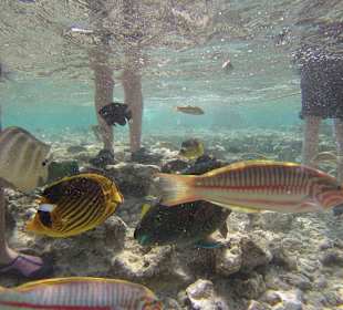 Eingangsbereich zum Riff