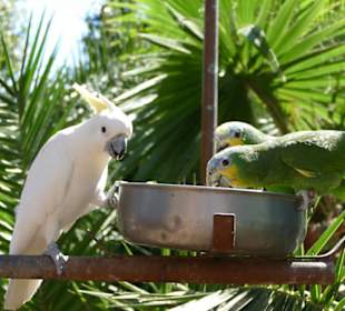 Cocodrilo Park