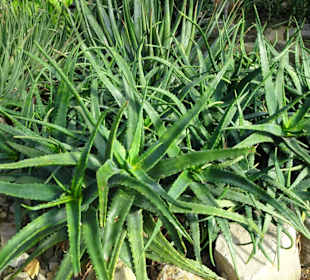 Die Tropengewächshäuser in "Planten un Blomen"