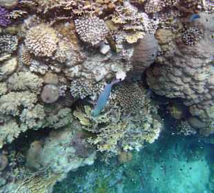 Fische im Hausriff Tulip Resort