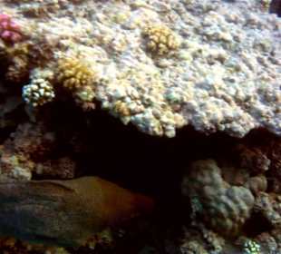 Hausriff Hotel Stella Makadi Beach Resort Muräne