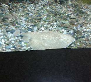 Aquarium in Hurghada