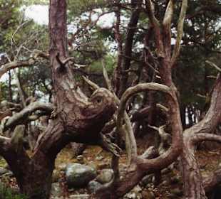 Geformt von den Naturgewalten