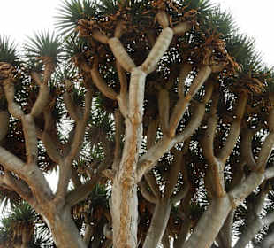 Ein Drachenbaum in Orotava