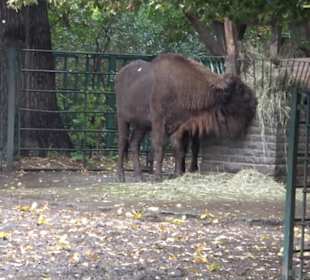 Tierpark