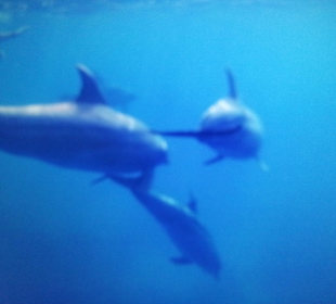 Tour am 21.05.2014 Mogli - Delfine & Freunde 