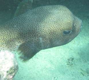 Großer Igelfisch am Hausriff