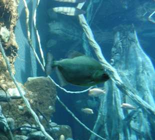 Palma Aquarium