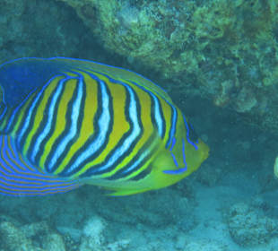 Schnorcheln auf den Similan Islands