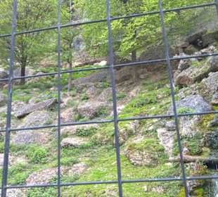 Eurasienbereich - Gämse