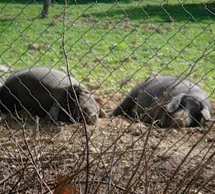 Neben dem parkplatz waren dicke schwarze Schweine