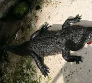 Krokodil