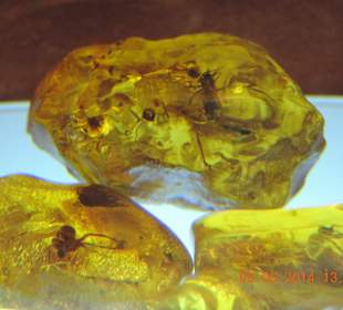 Музей янтаря