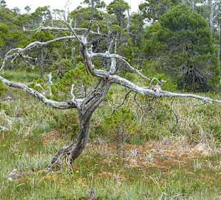 Shoreline Bog Trail
