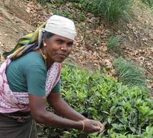 Teeplantagen Pflückerin