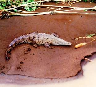 Krokodil am Rio Tarcoles