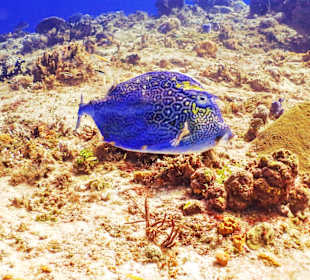 Tauchen Isla Cozumel