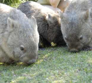 Wombats