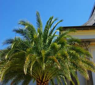Tolle gewaltige Palmen