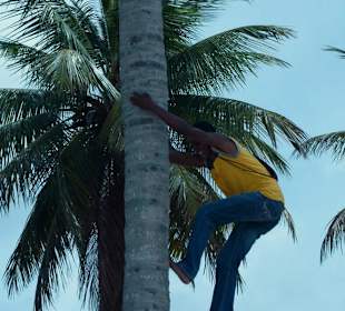 Immer frisch vom Baum