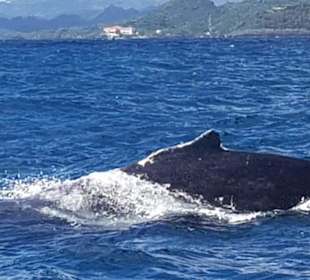Bacardi Insel - Isla Cayo Levantado