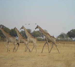 Giraffen in Moremi