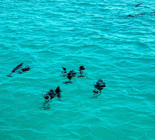 Isola Wady Gimal - delfini