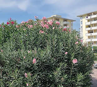 Blumenpracht am Radweg