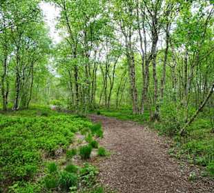 Rundweg durch das Ahlenmoor