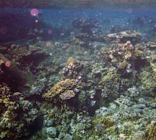 Hausriff direkt am Einstieg