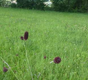 Rundwanderung Extratour Kuppenweg, Platzer Kuppe