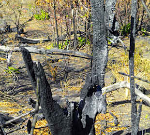 Verbrannter Baum bei Hoyo Frio (929m)