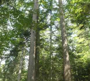 Wanderung zu wilden Bächen und hohen Wasserfällen