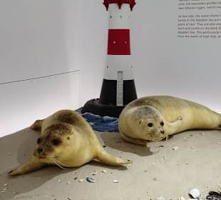 Tiere aus dem Nationalpark Wattenmeer