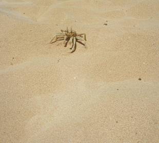 Ein Krebs am Strand