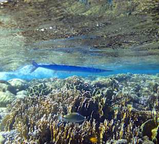 Fische in Sharm el Naga