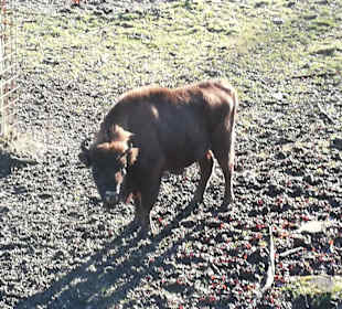 Bison