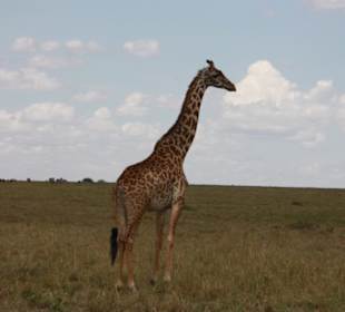 Julius Tact / JT Safaris