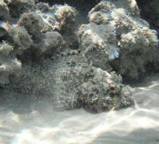 Steinfisch (ich bin giftig)