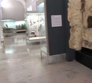 Staatliches Naturkunde Museum