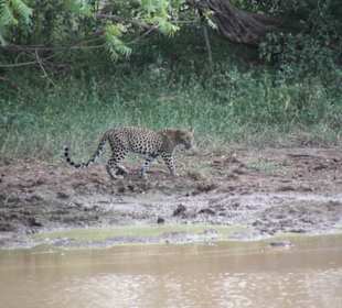 Leopard